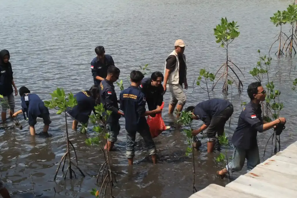 Tanam 1000 Bibit Mangrove UBL